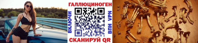купить   Гатчина  Галлюциногенные грибы Cubensis 